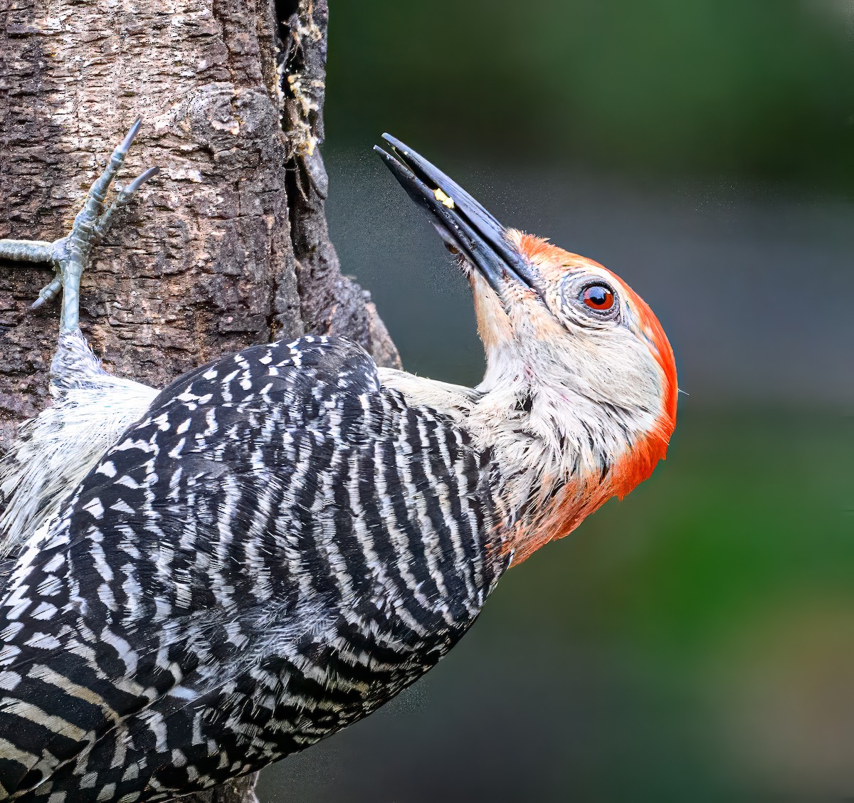 Red-bellied Woodpecker - ML619983630