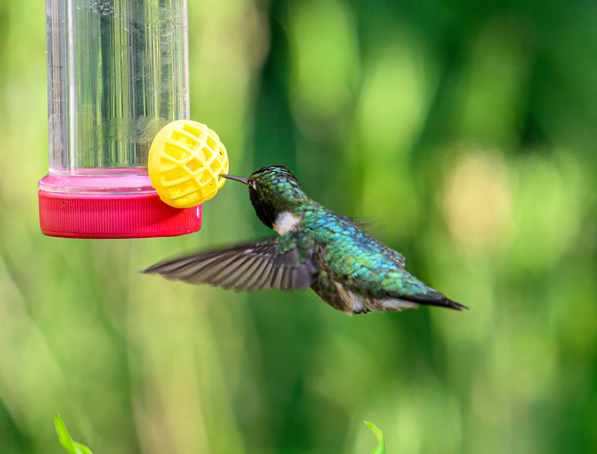 Ruby-throated Hummingbird - ML619983631