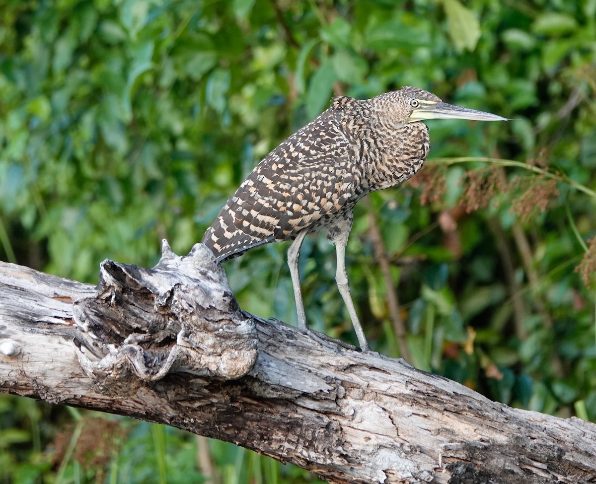 Bare-throated Tiger-Heron - ML619983632