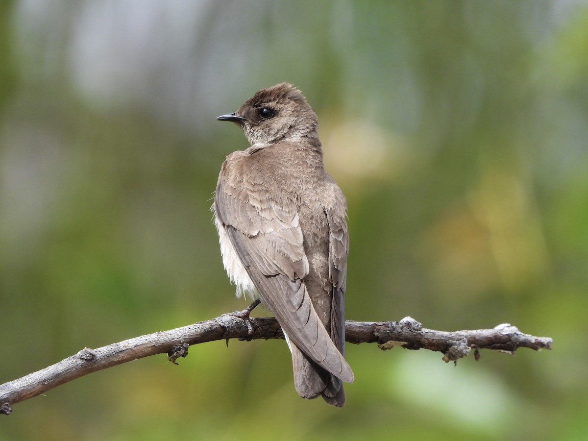 Northern Rough-winged Swallow - ML619983634
