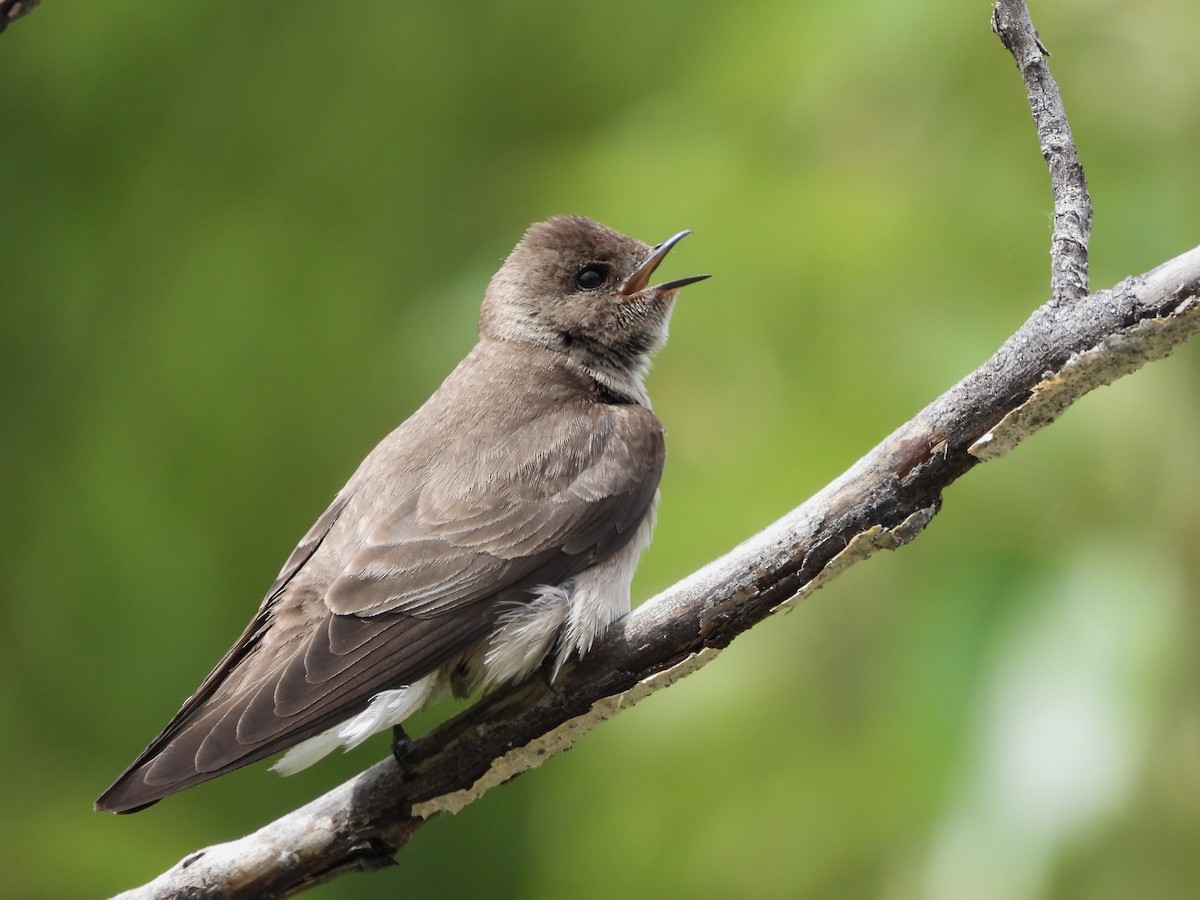 Golondrina Aserrada - ML619983635