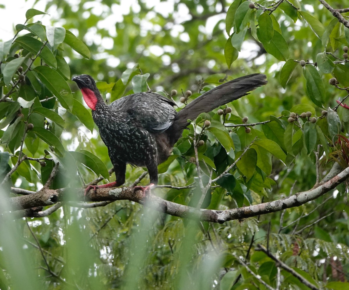 Crested Guan - ML619983639