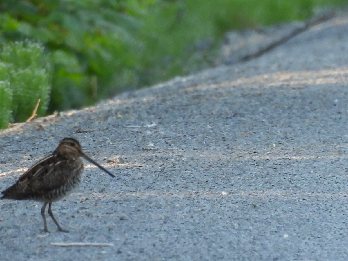 Wilson's Snipe - ML619983647