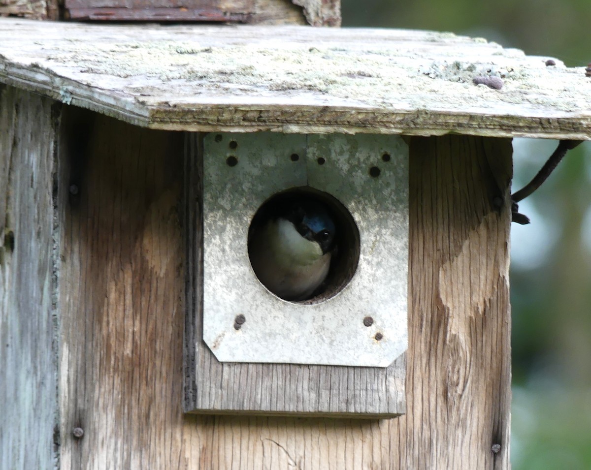 Tree Swallow - ML619983648