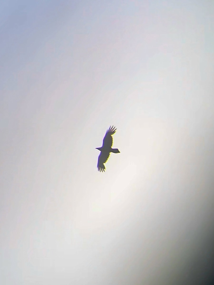 Cinereous Vulture - ML619983651