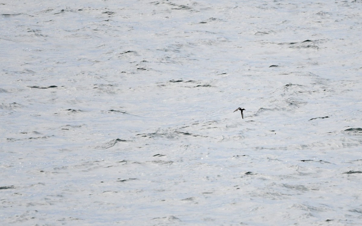 Wilson's Storm-Petrel (Fuegian) - ML619983652