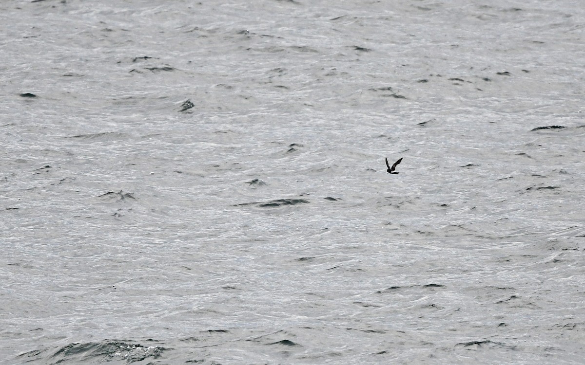 黃蹼洋海燕(chilensis) - ML619983653