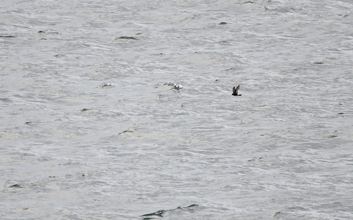 黃蹼洋海燕(chilensis) - ML619983655