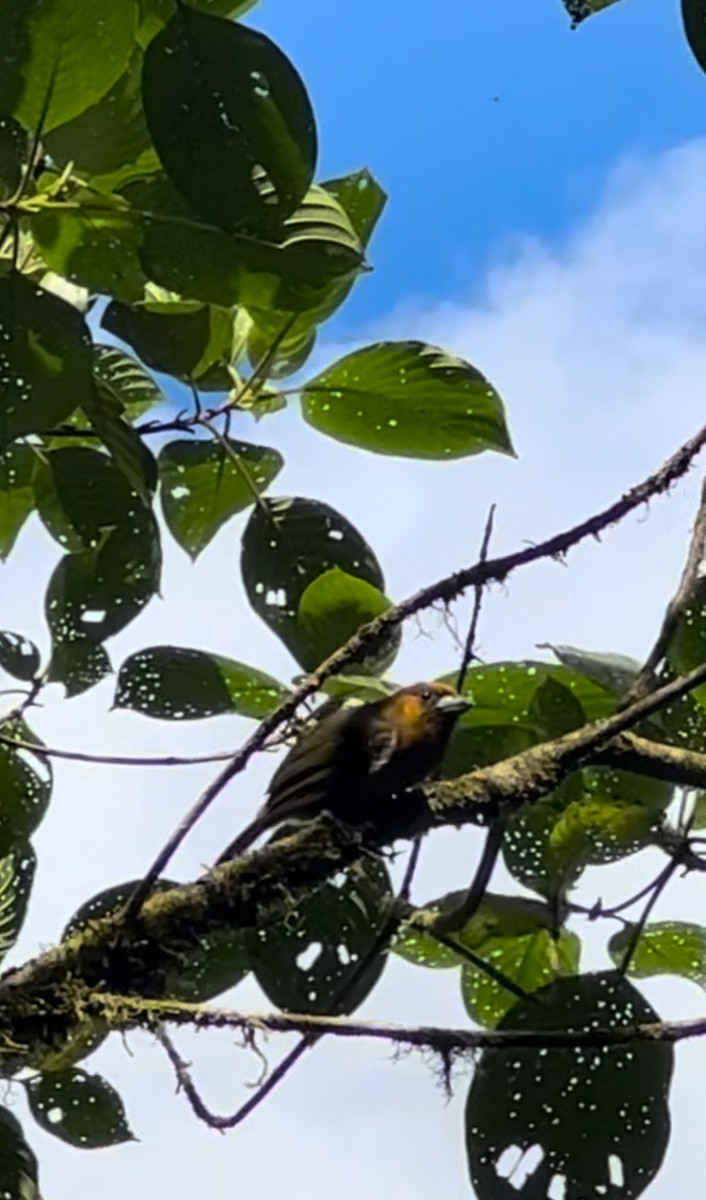 Güdük Barbet - ML619983656