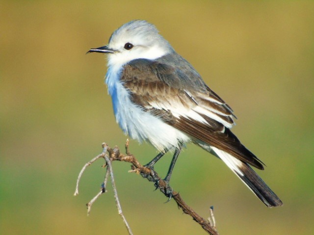 White-rumped Monjita - ML619983660