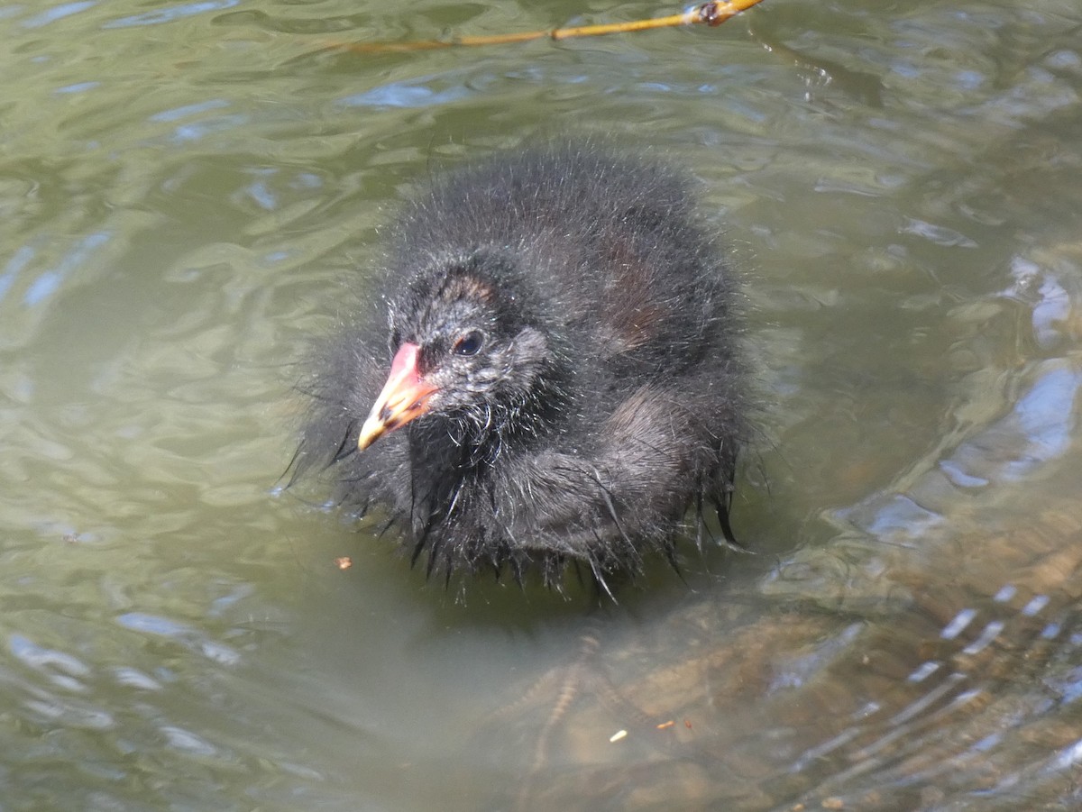 Eurasian Moorhen - ML619983662