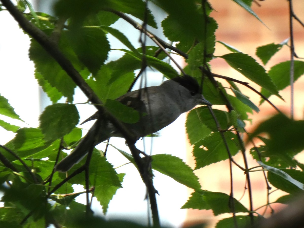 Eurasian Blackcap - ML619983665