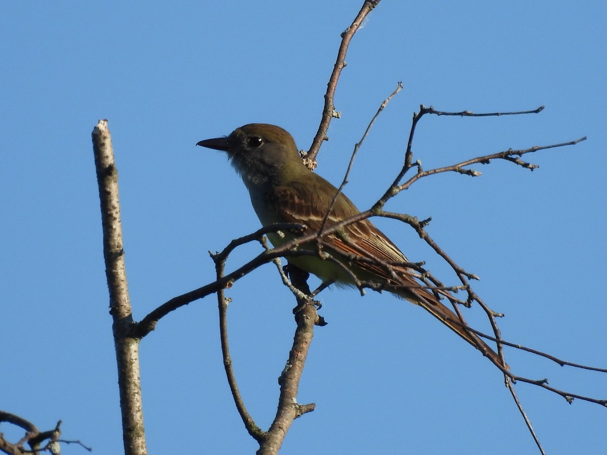 Great Crested Flycatcher - ML619983666