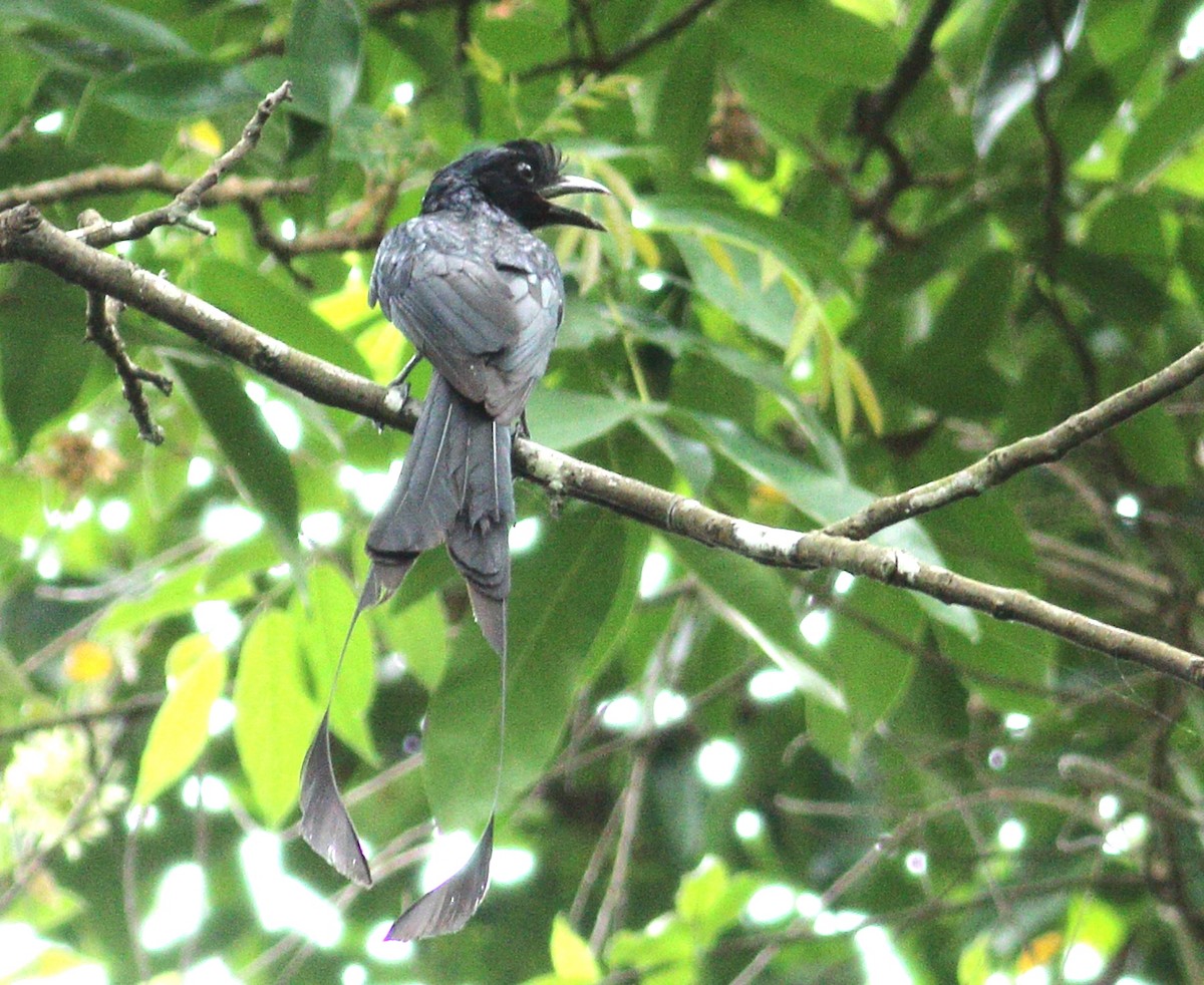 Greater Racket-tailed Drongo - ML619983671