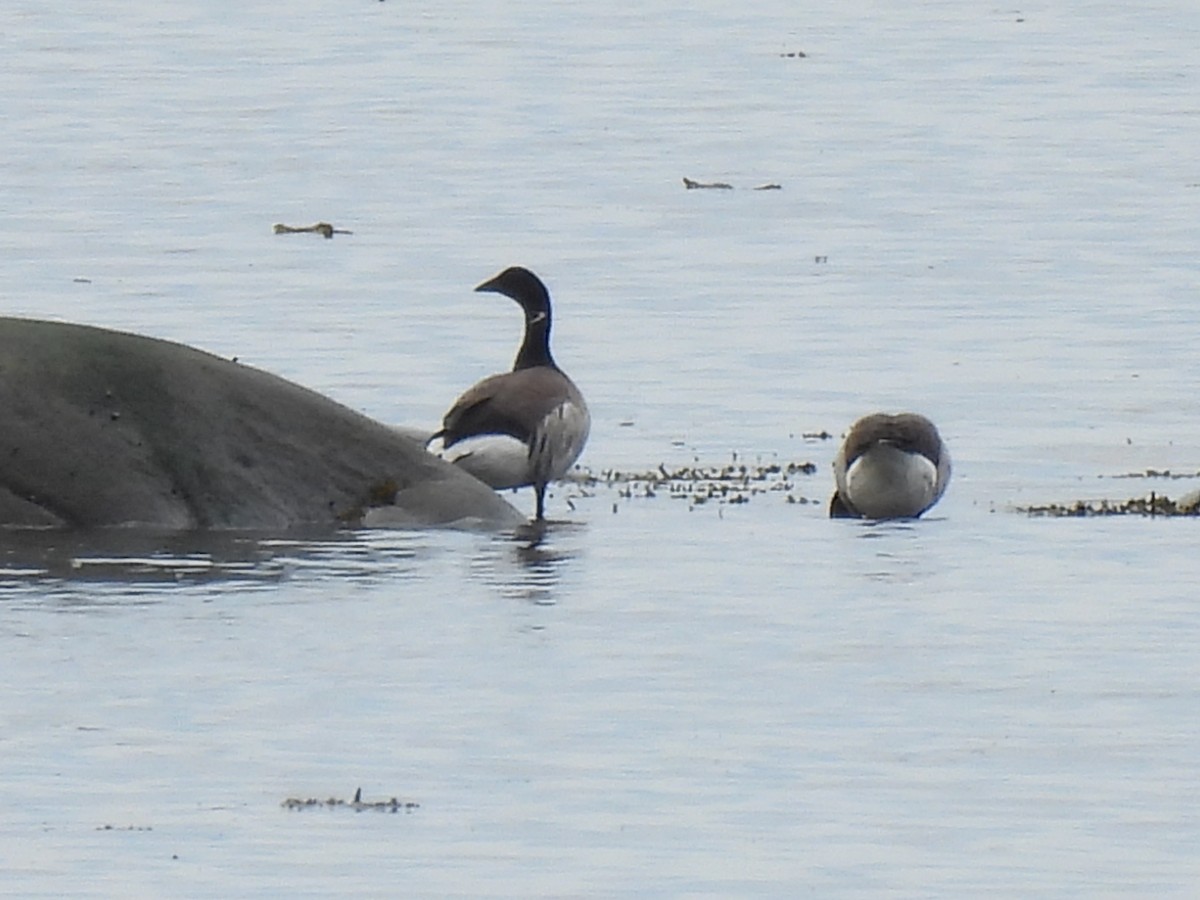 Brant - ML619983674