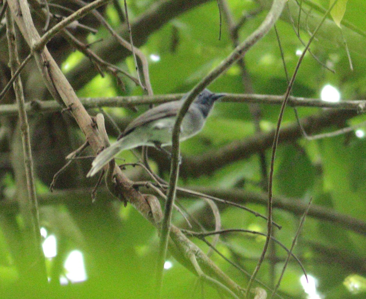 Black-naped Monarch - ML619983680