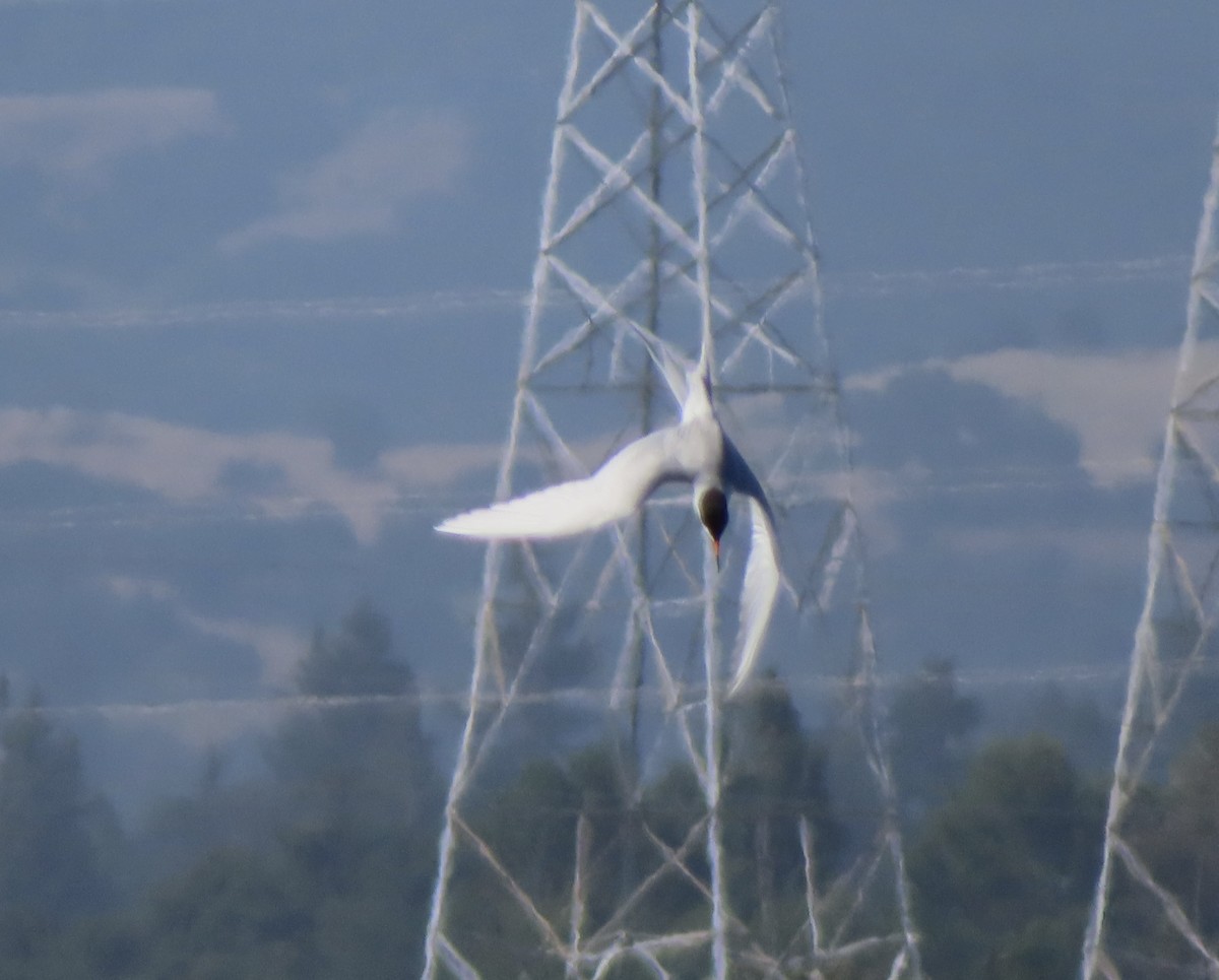 Forster's Tern - ML619983684