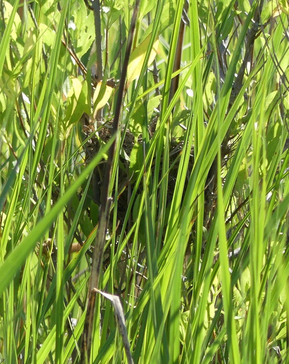 Red-winged Blackbird - ML619983688