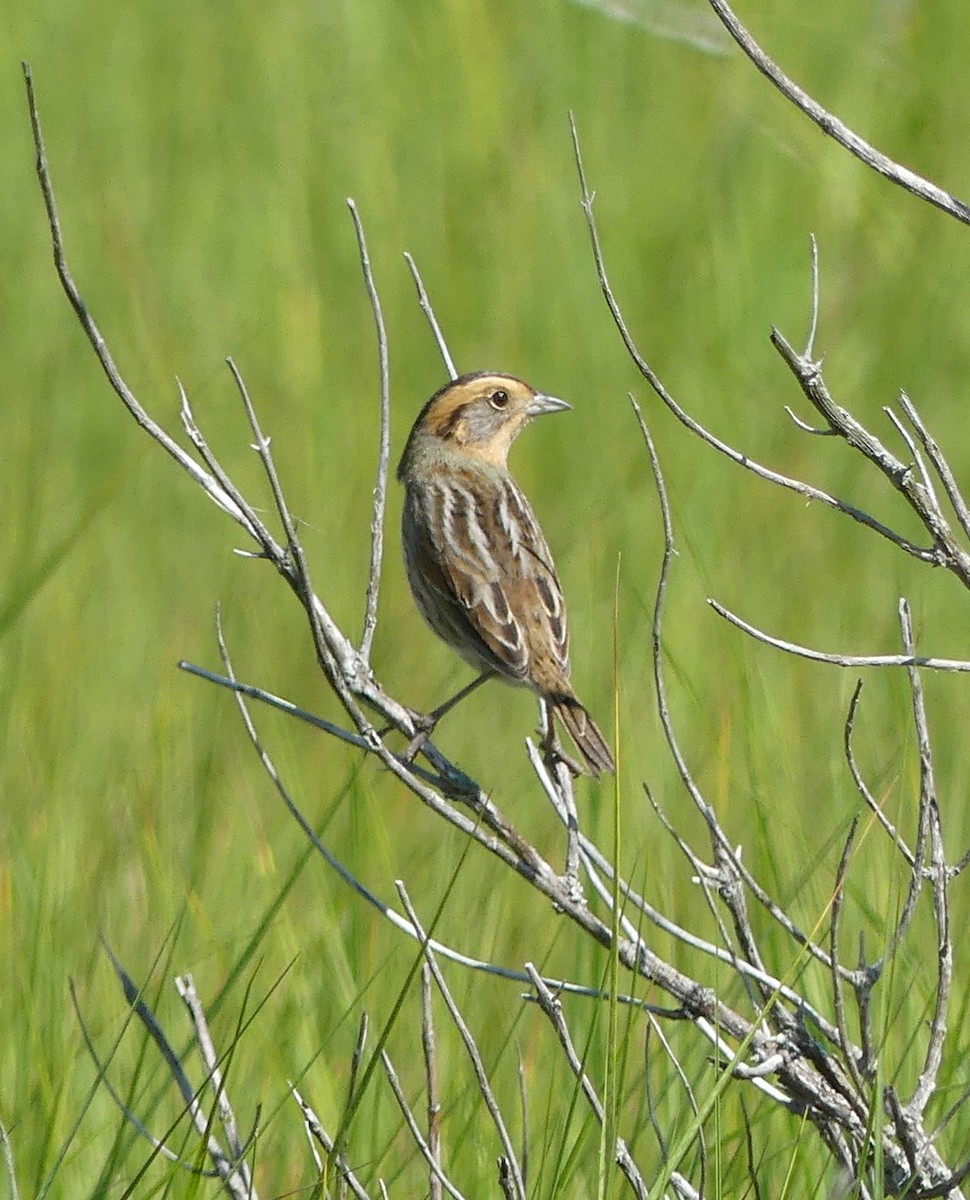 Saltmarsh Sparrow - ML619983692