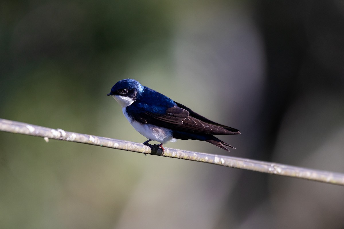Blue-and-white Swallow - ML619983695