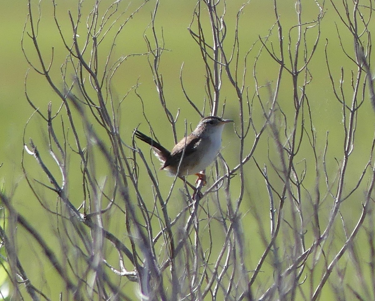 Marsh Wren - ML619983709