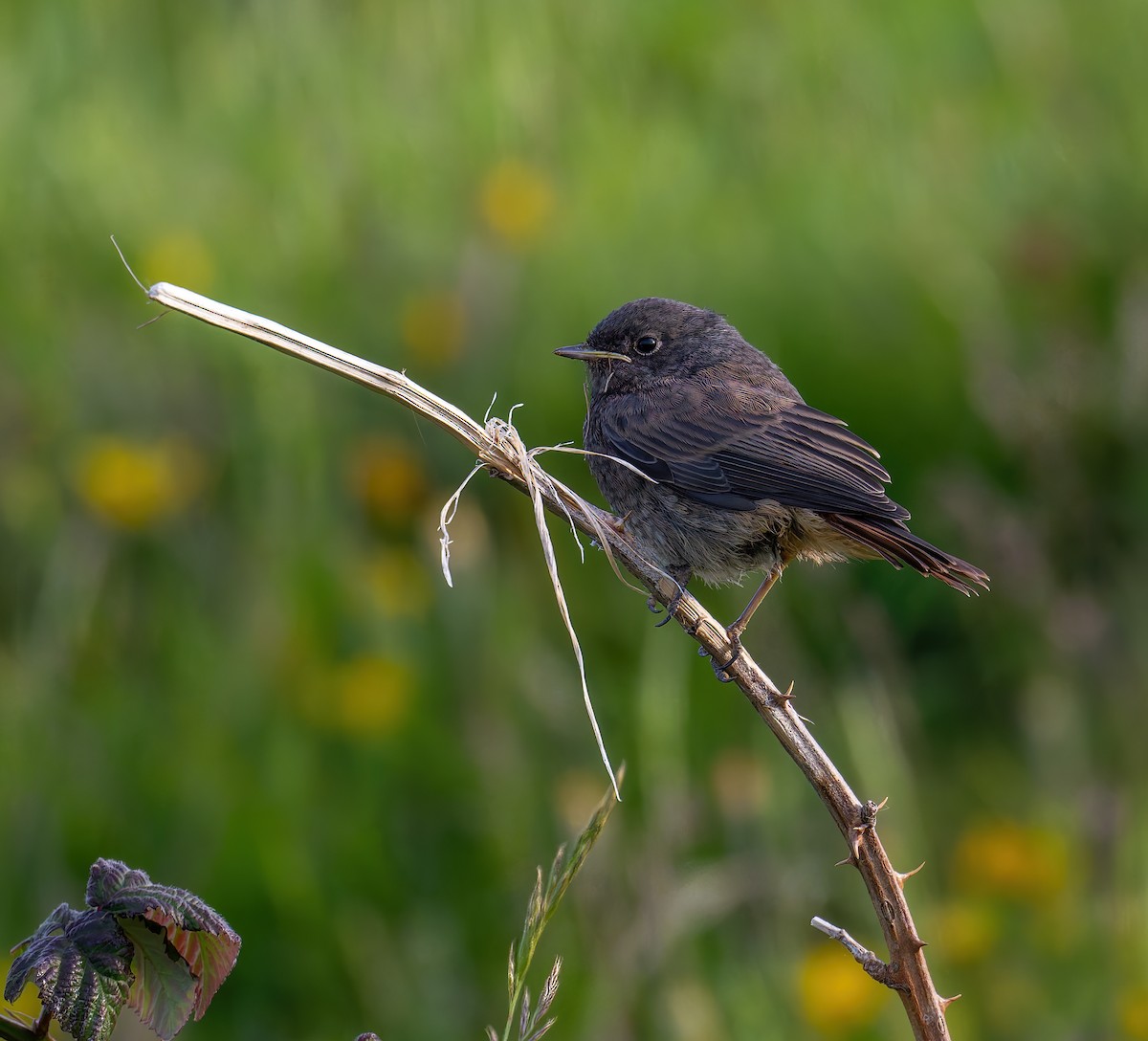 Black Redstart - ML619983712