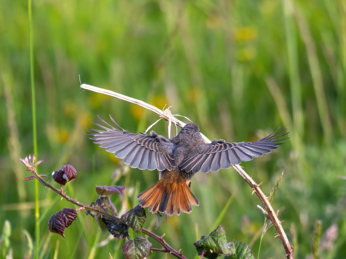 Black Redstart - ML619983713