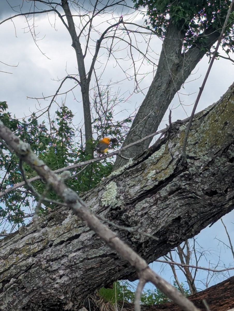 Prothonotary Warbler - ML619983719