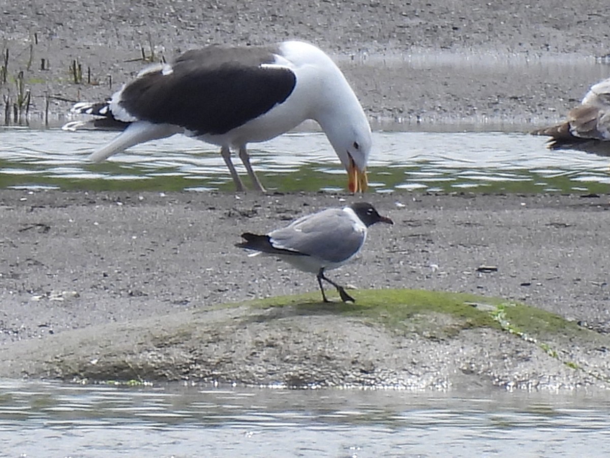 Mouette atricille - ML619983720