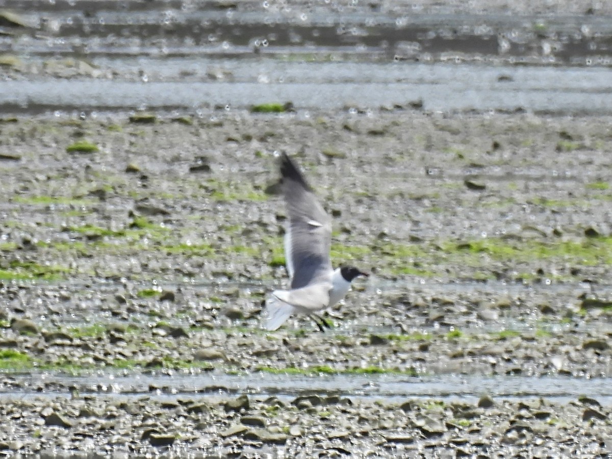 Laughing Gull - ML619983721