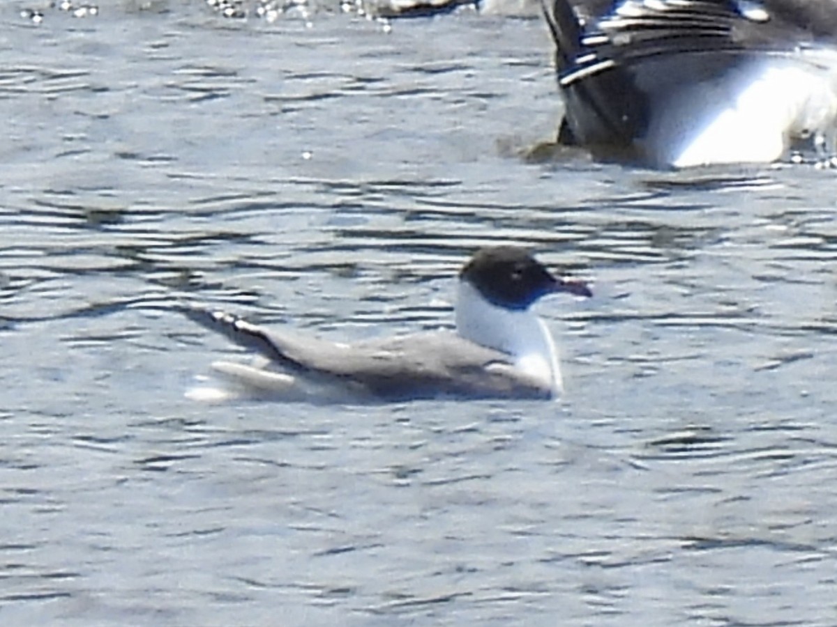 Mouette atricille - ML619983722