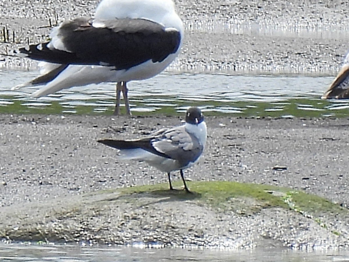 Mouette atricille - ML619983723