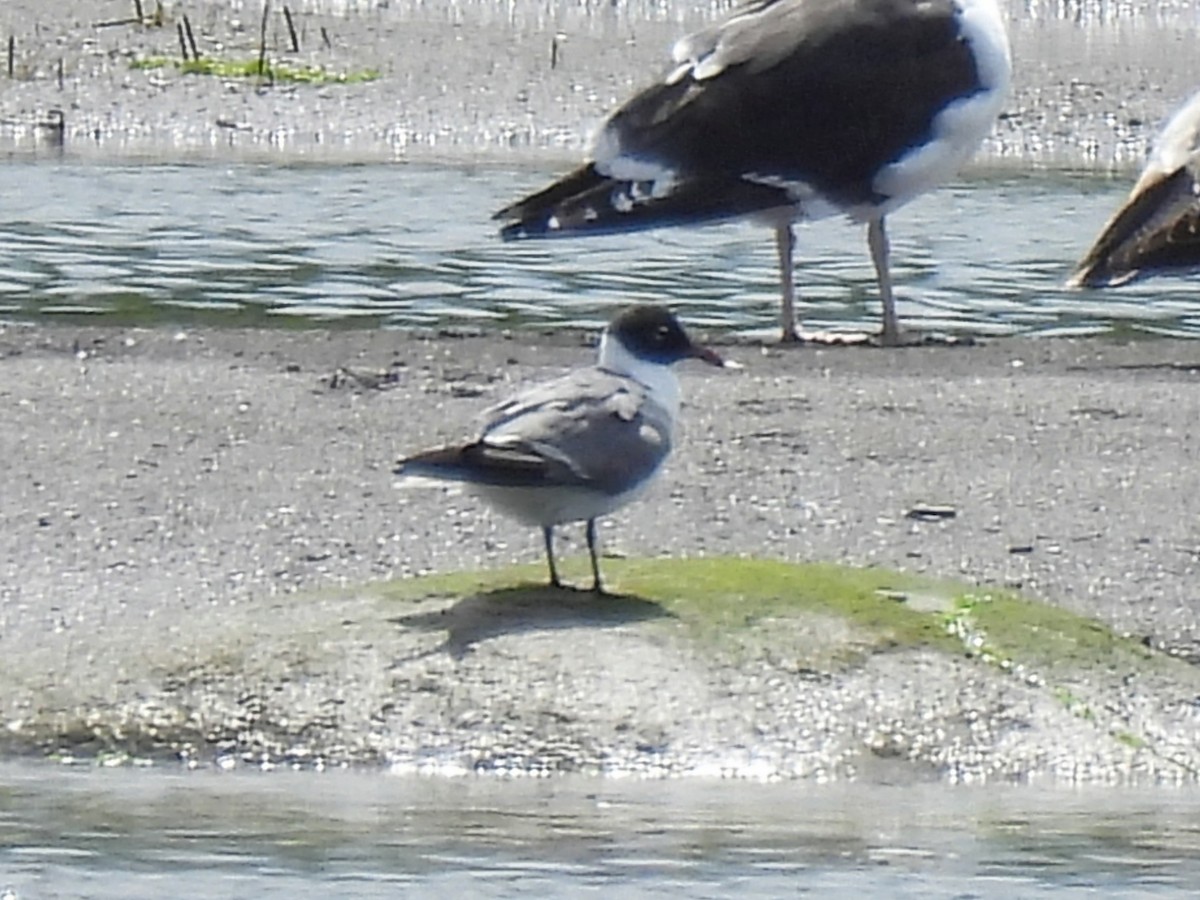 Mouette atricille - ML619983725