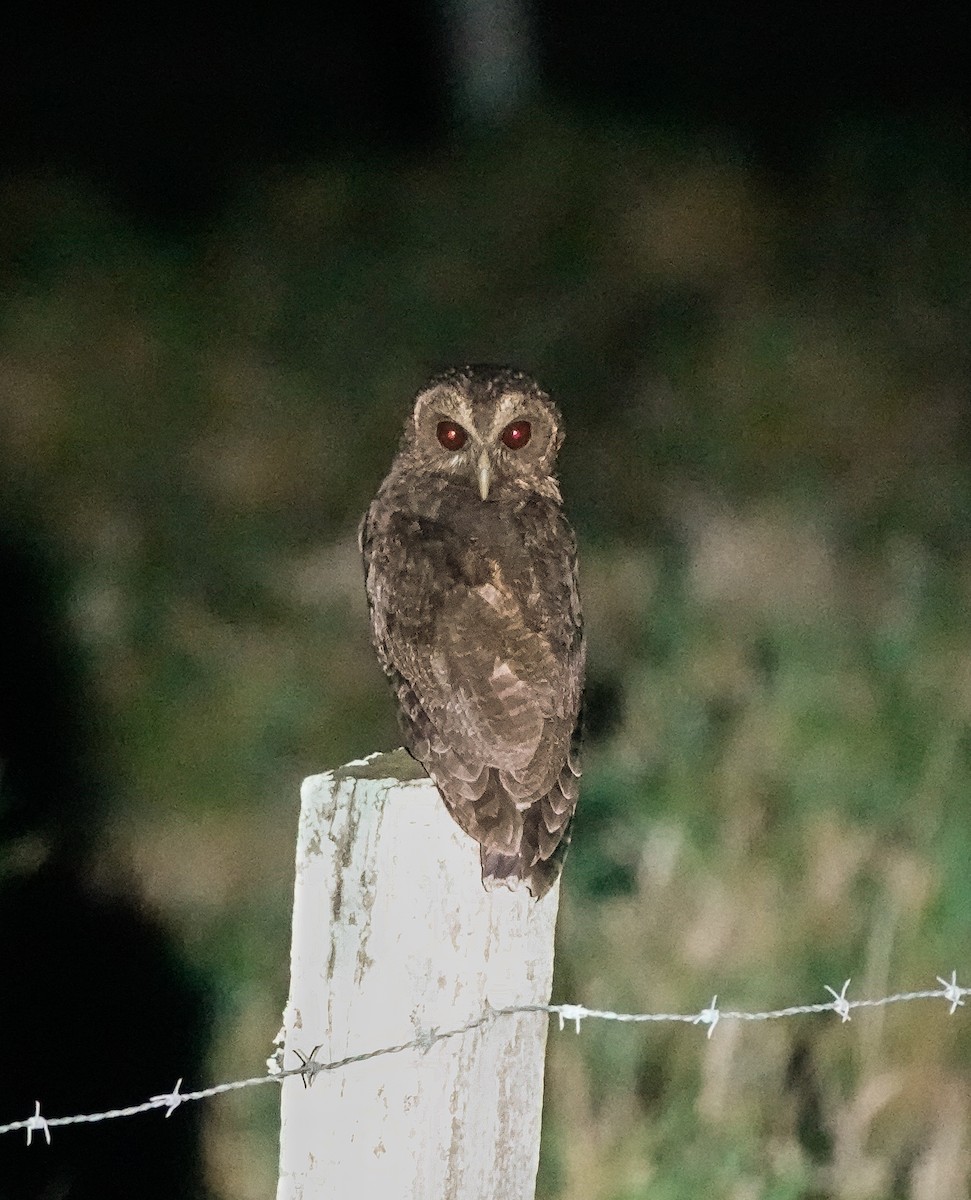 Mottled Owl - ML619983732