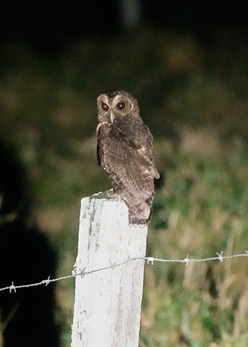 Mottled Owl - ML619983733