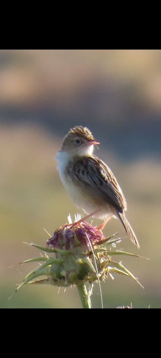 Zitting Cisticola - ML619983734