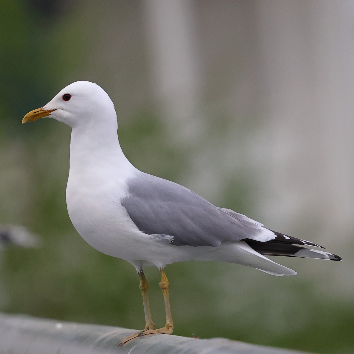 Common Gull - ML619983741