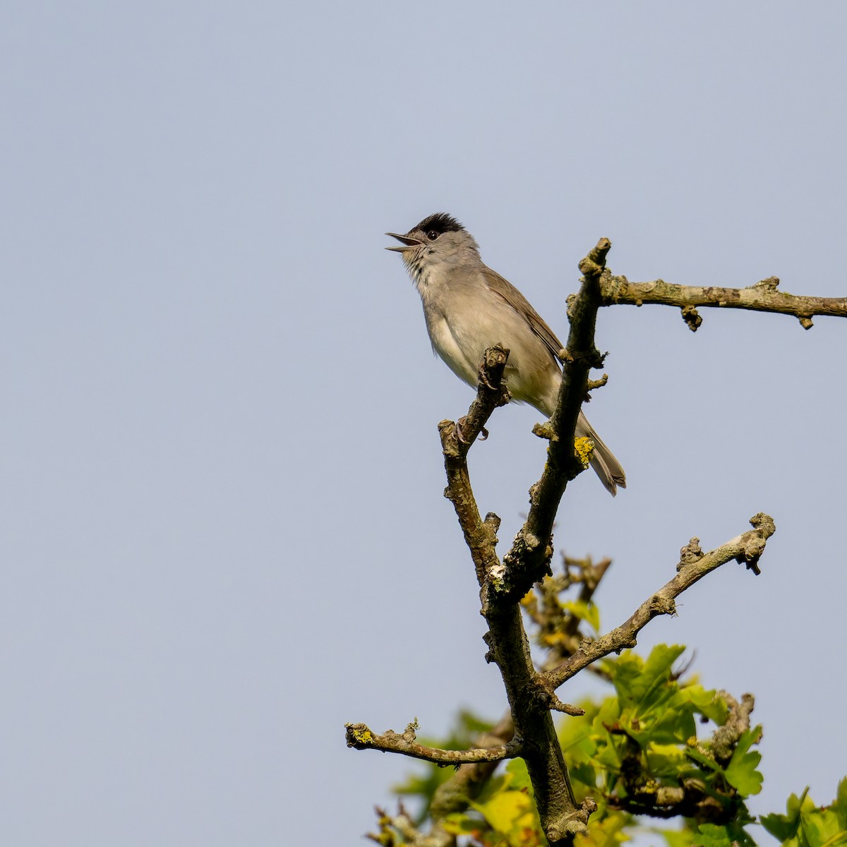 Eurasian Blackcap - ML619983742