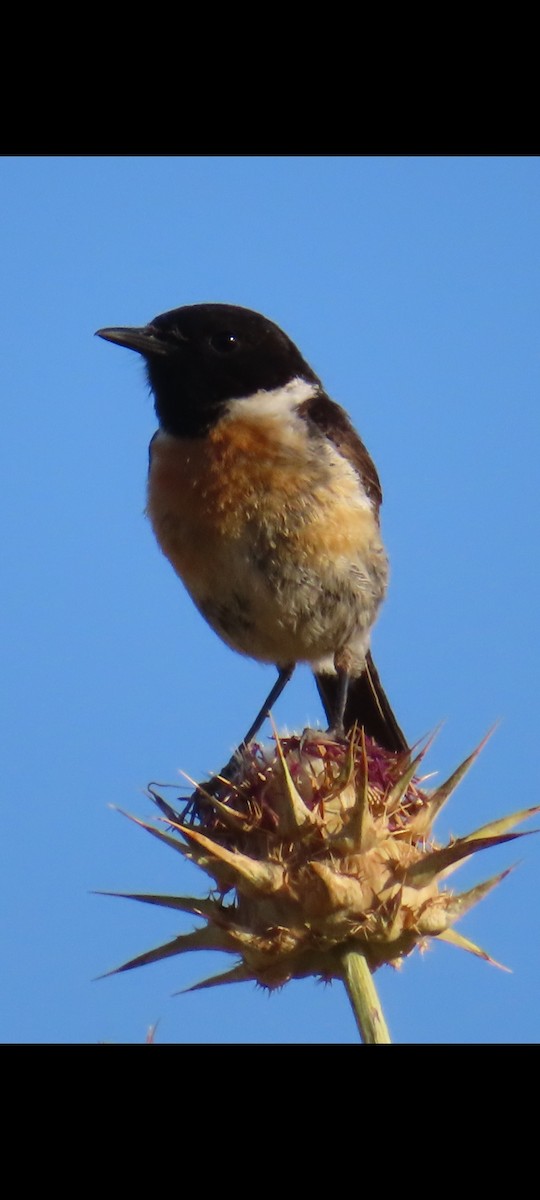 European Stonechat - ML619983743