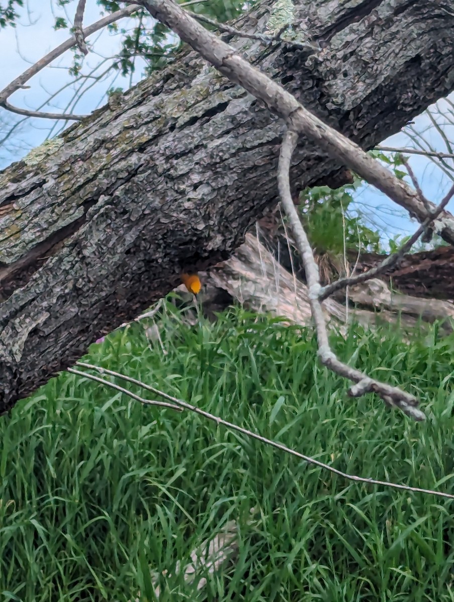 Prothonotary Warbler - ML619983748