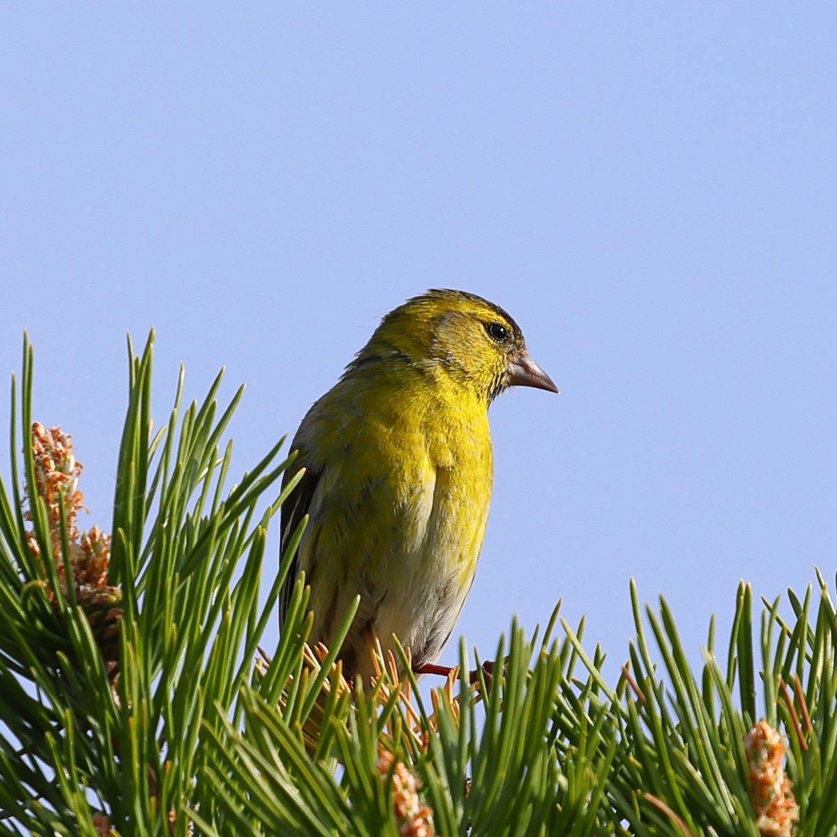 European Greenfinch - ML619983763