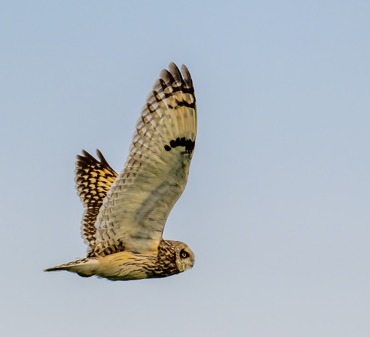 Short-eared Owl - ML619983773