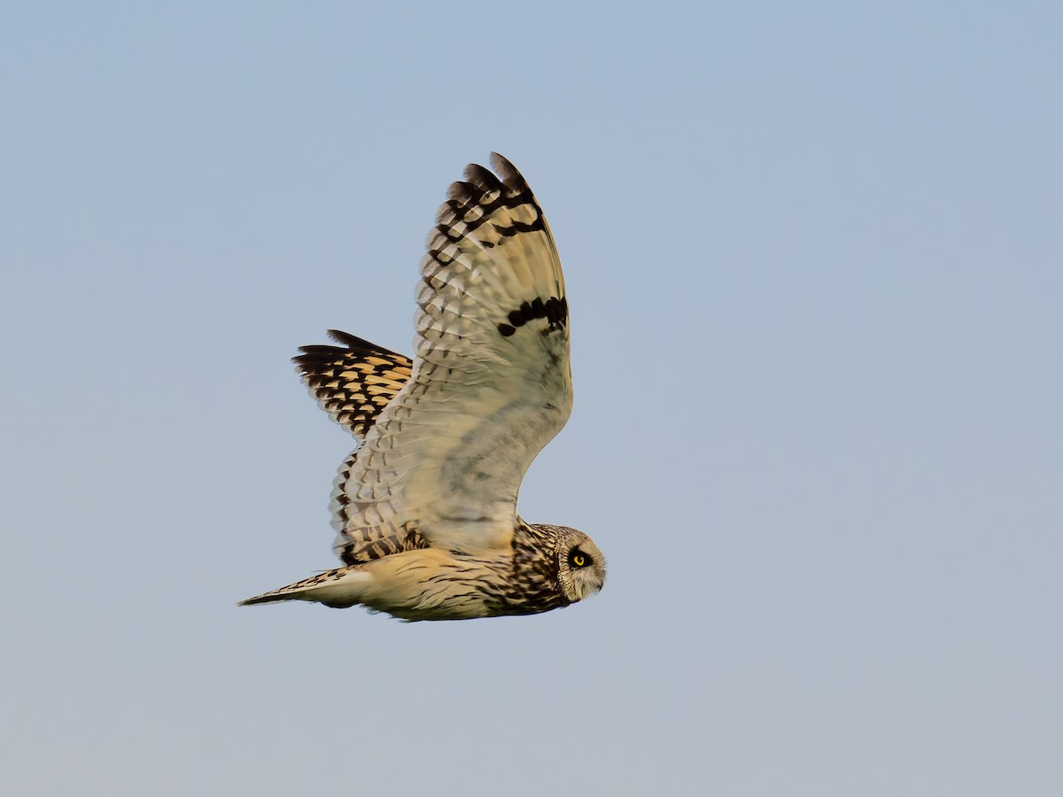 Short-eared Owl - Tracey Jolliffe