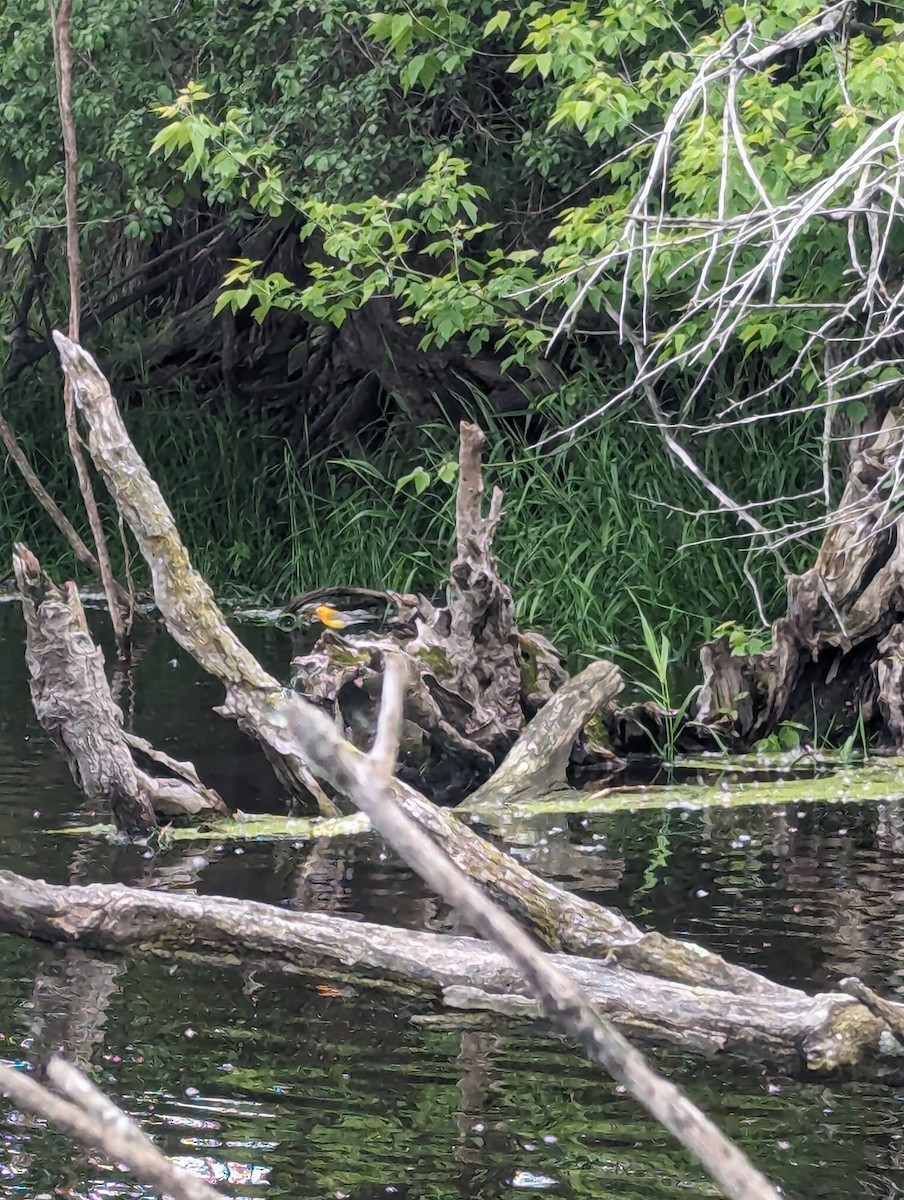 Prothonotary Warbler - ML619983775