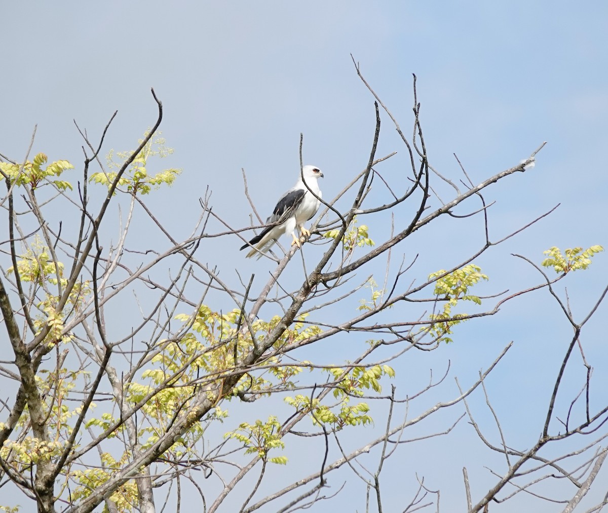 White-tailed Kite - ML619983781