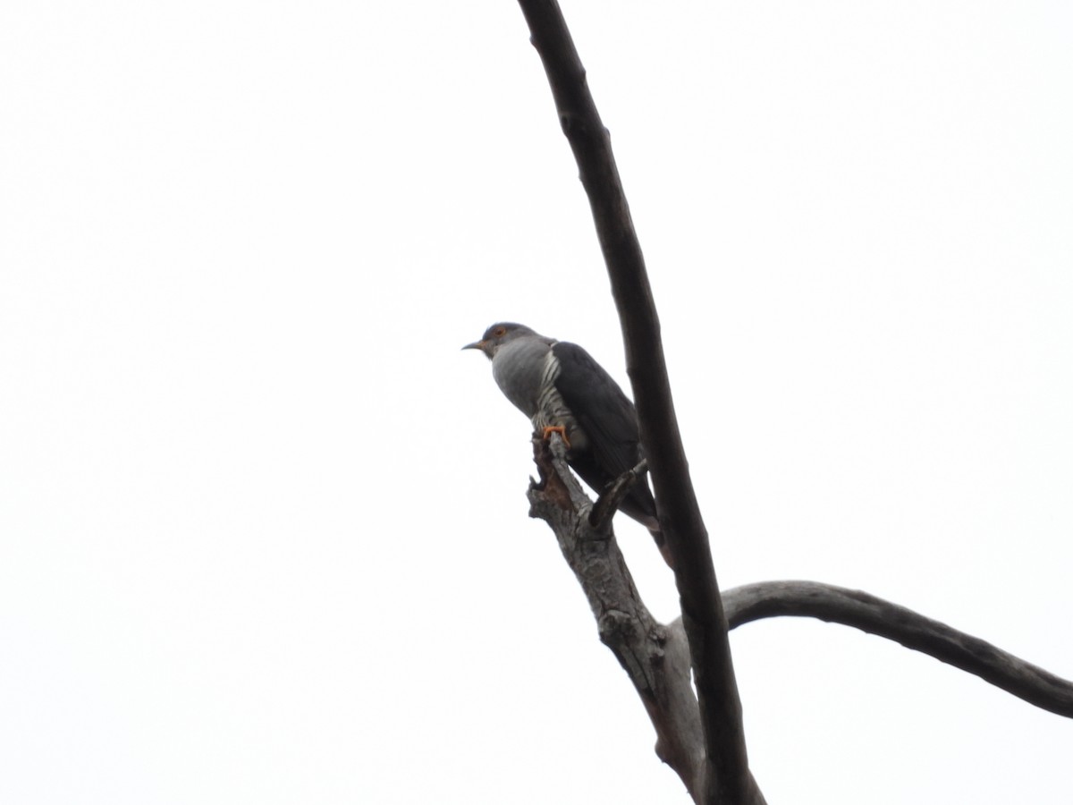 Oriental Cuckoo - ML619983782