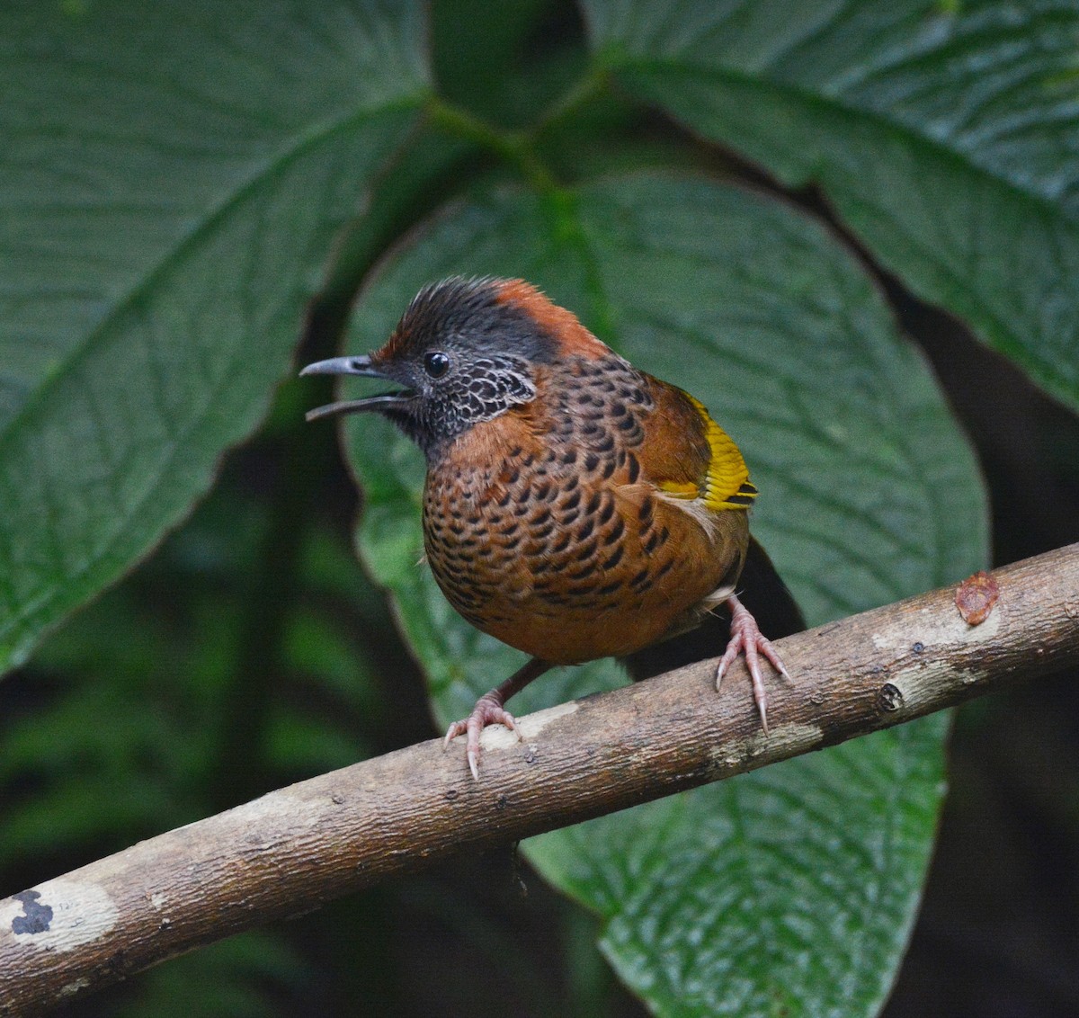 Chestnut-crowned Laughingthrush - ML619983787