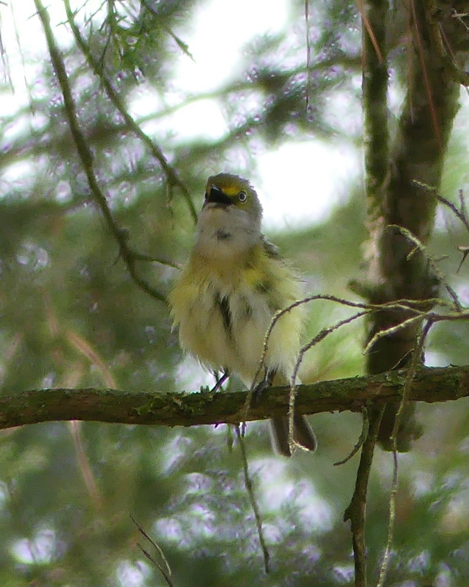 White-eyed Vireo - ML619983790