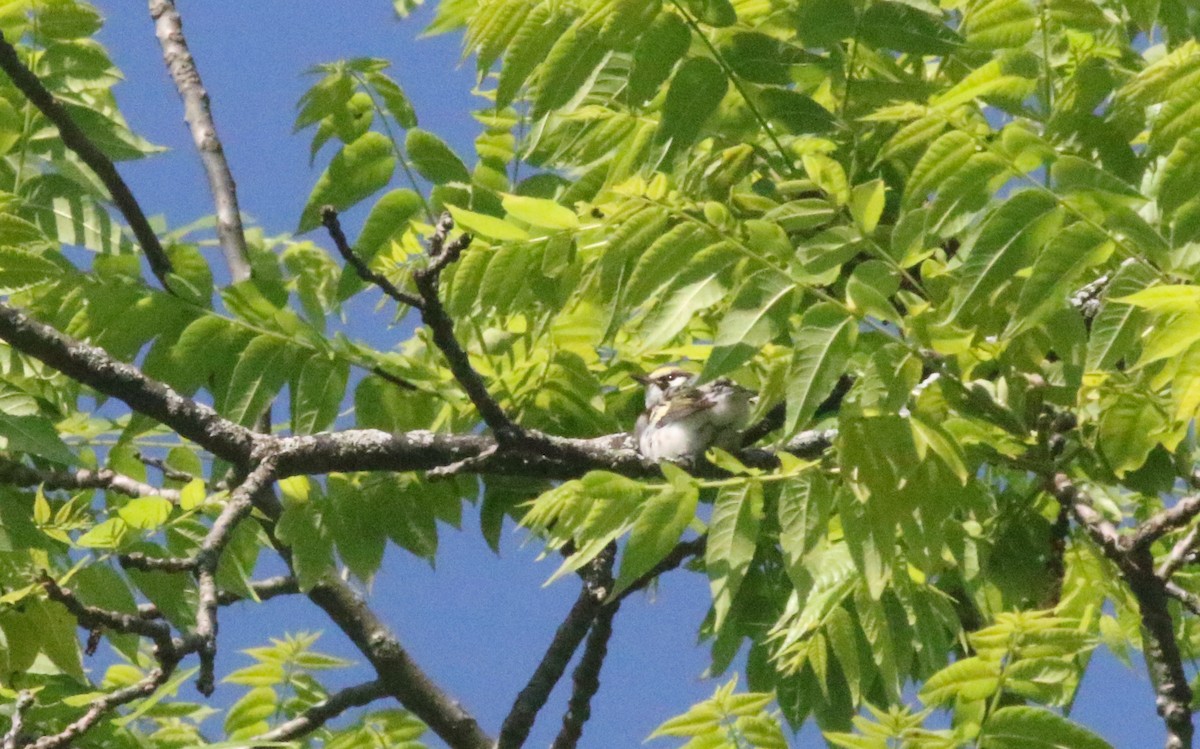 Chestnut-sided Warbler - ML619983792