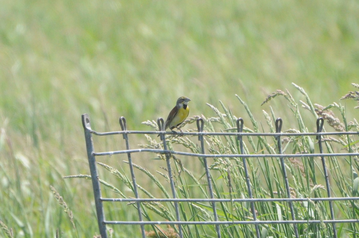 Dickcissel d'Amérique - ML619983802